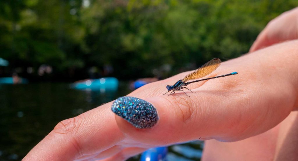 Dragonfly on a hand in the middle of a river