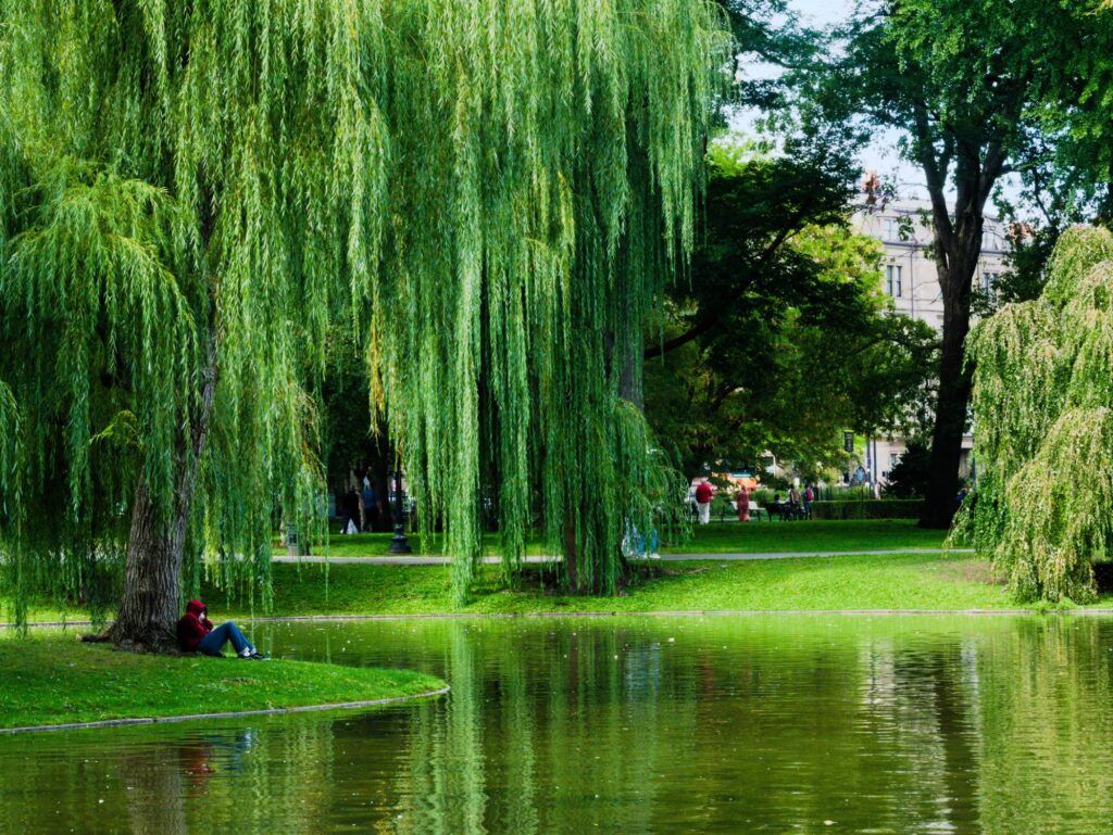 Man enjoys shade in Boston Park